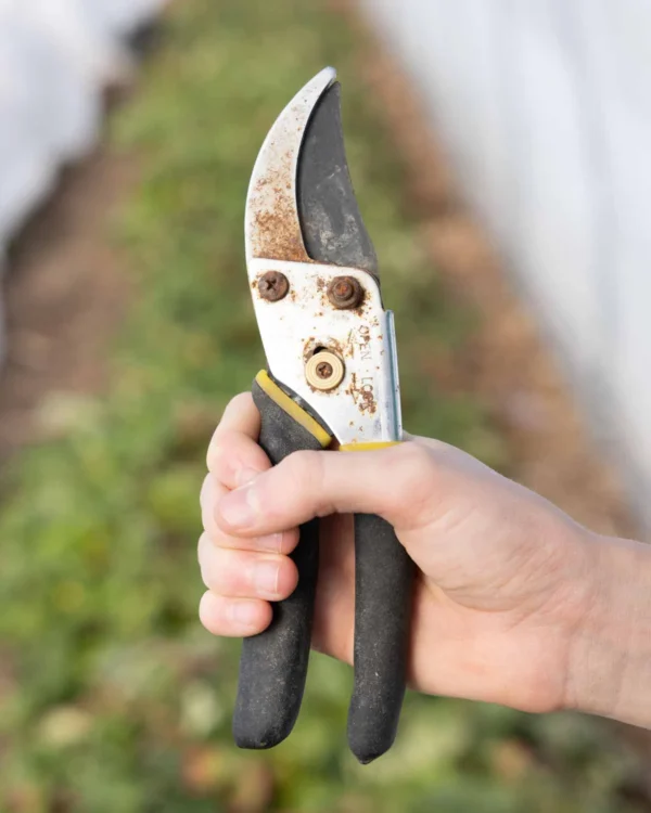 Pruning Shears