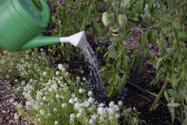 Watering Can