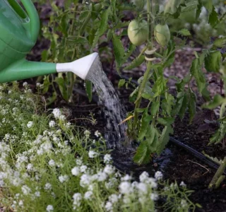 Watering-with-fertilizer-1024x683